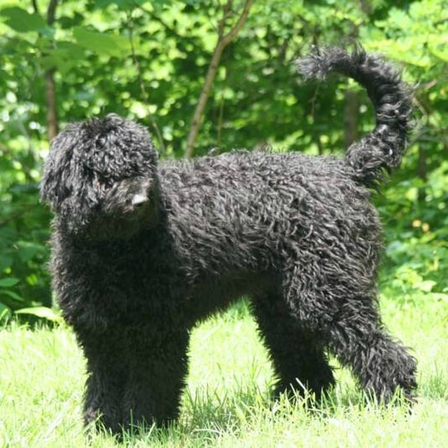 Black Labradoodles from Mountain Creek Labradoodles
