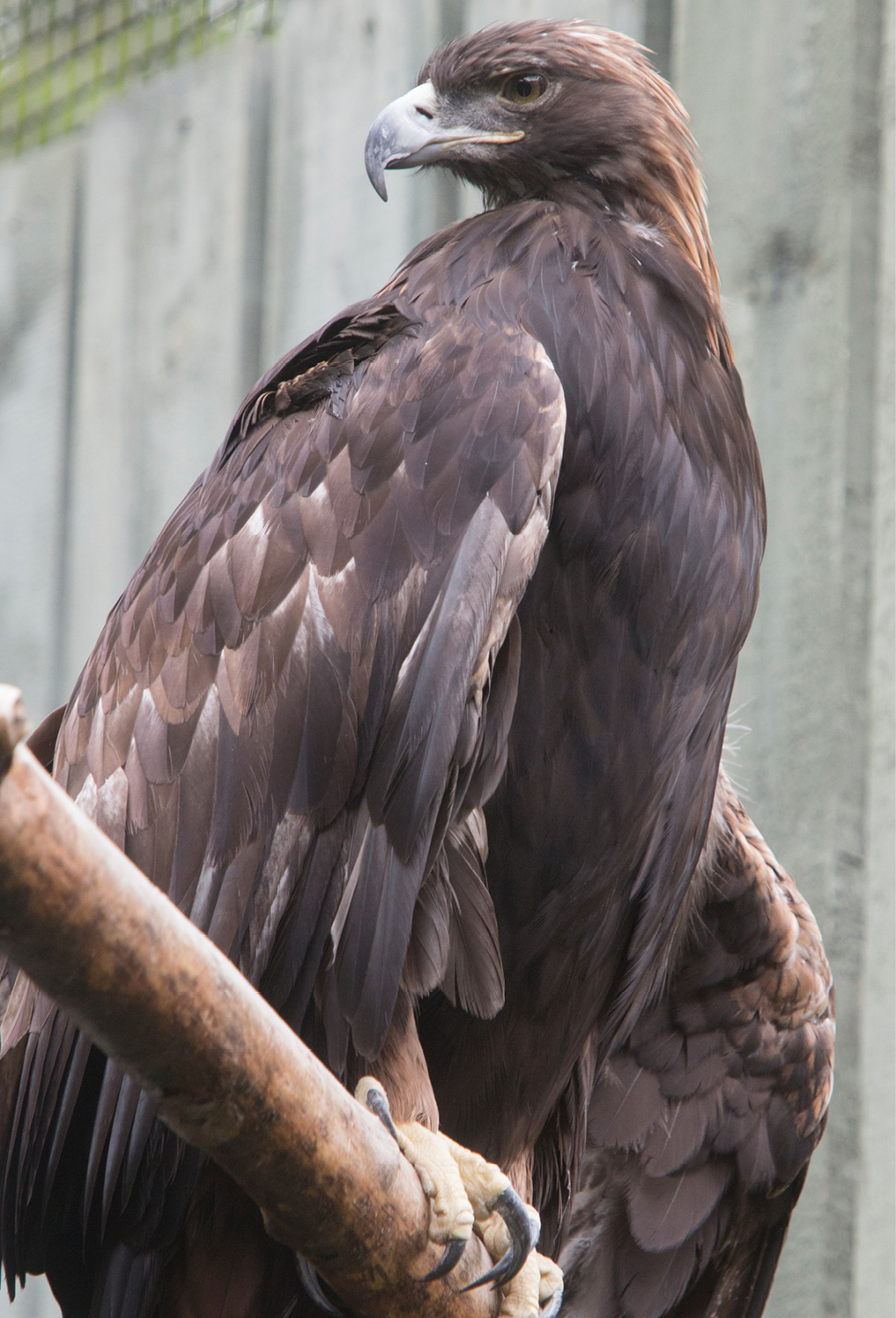 Golden Eagle Arizona