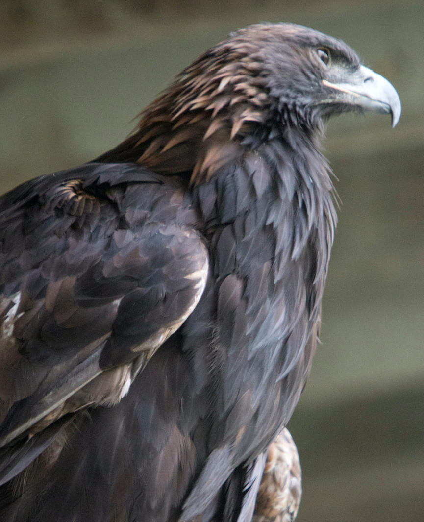 Golden Eagle Arizona