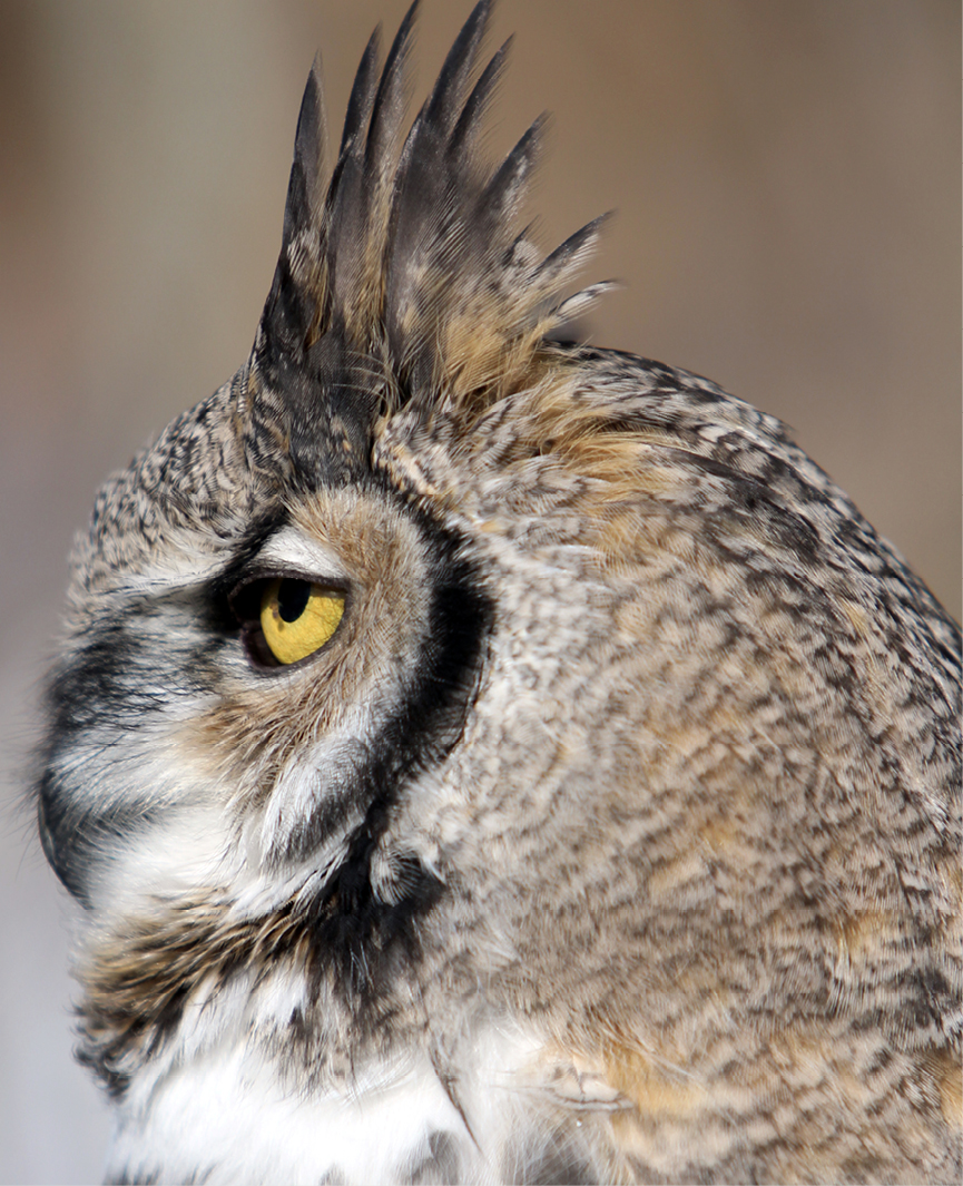 Great Horned Owl Utah