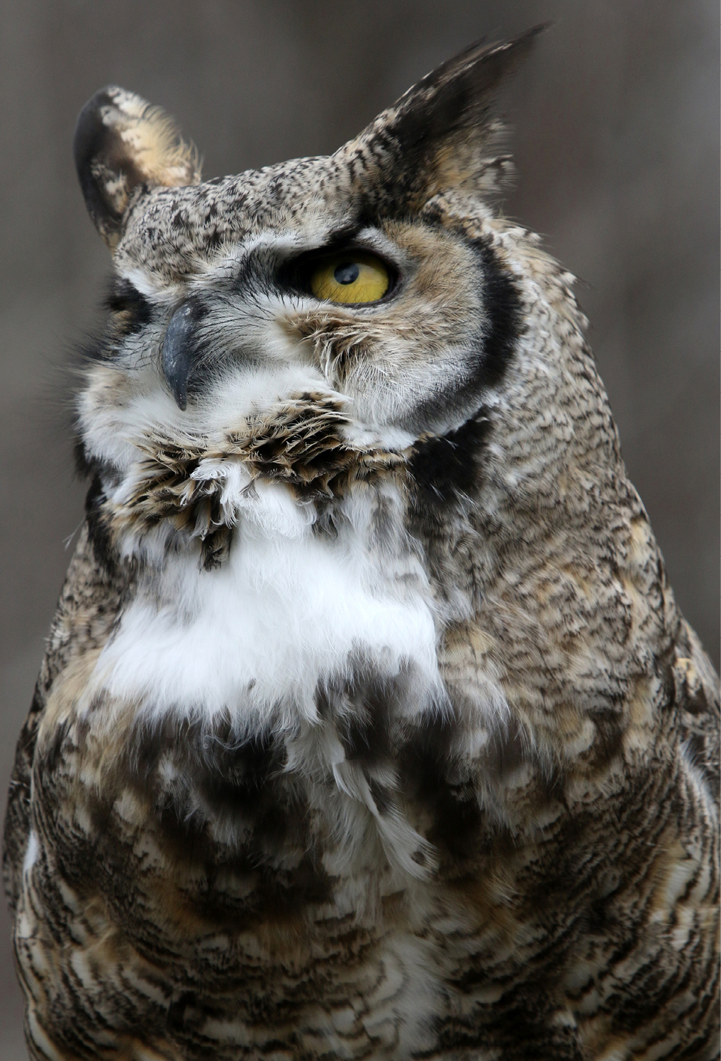 Great Horned Owl Utah