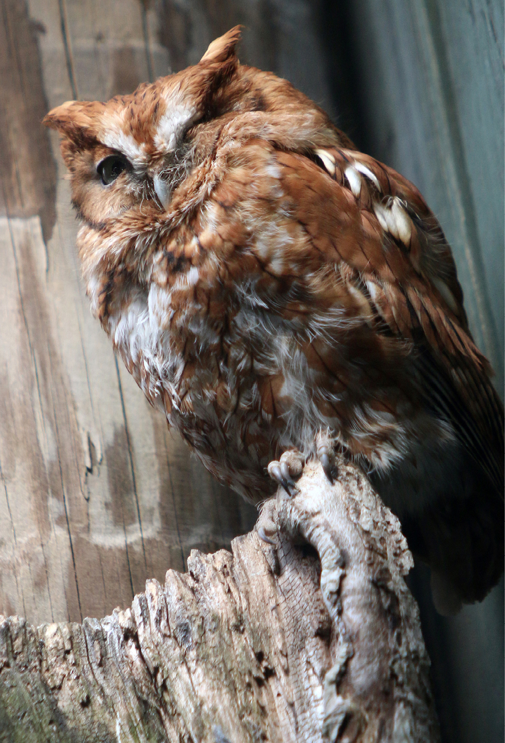 Eastern Screech Owl Virginia