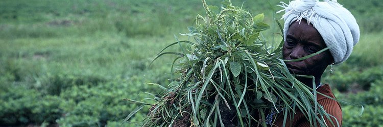 Agriculture & poverty in Nigeria