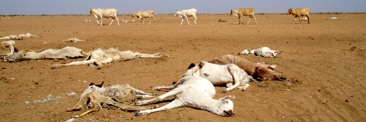 Food crisis in Kenya