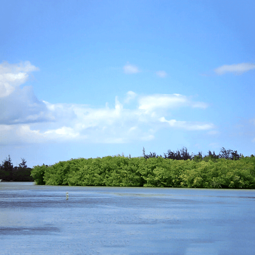 Laguna Torrecilla, Carolina.