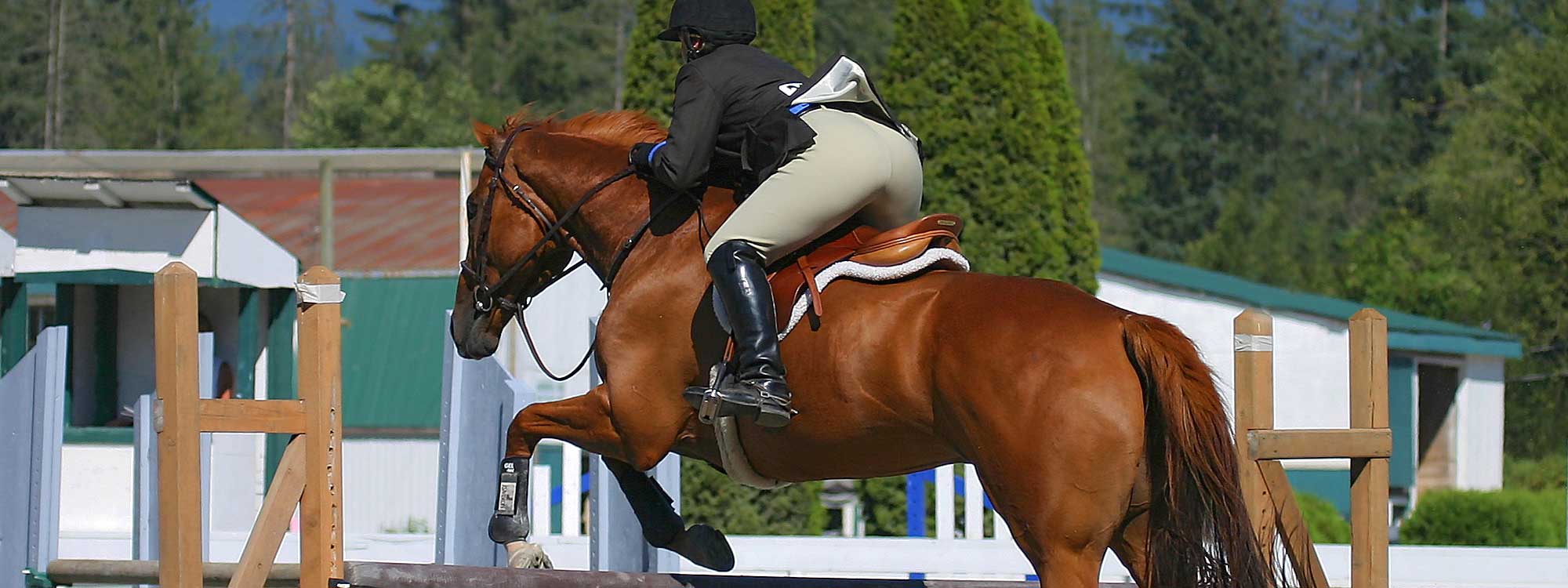 Abbey Equine Centre Consultants