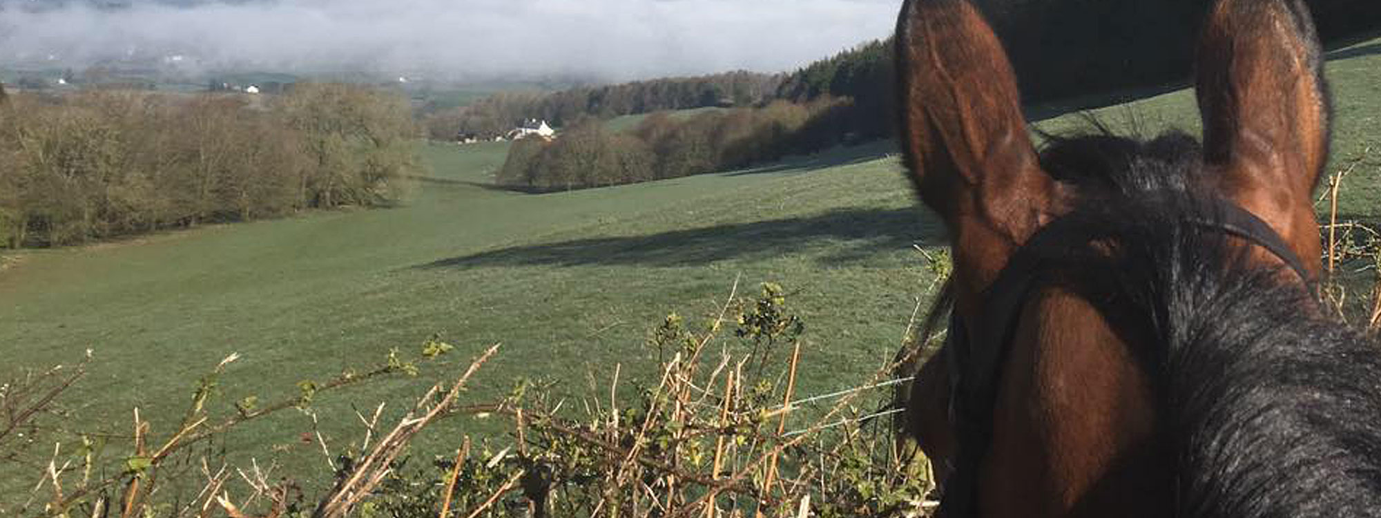 Abbey Equine: Register your pet