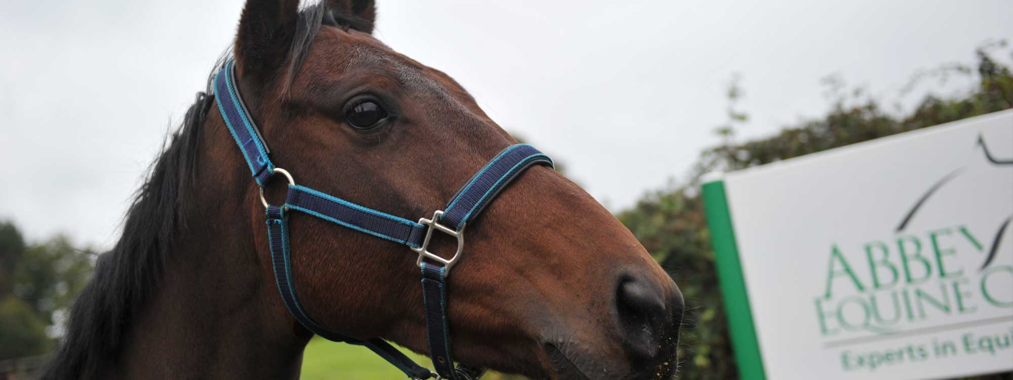 Abbey Equine Services