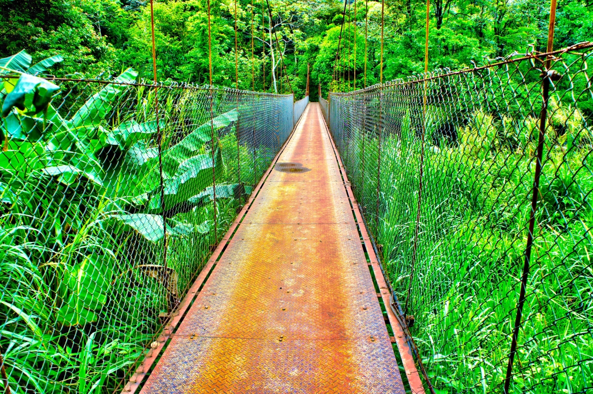 adventure-life-lessons-bridge-jungle