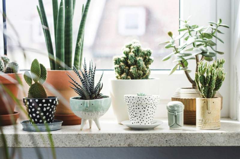 under30experiences-group-travel-blog-for-millennials-sustainability-a-z-your-guide-to-sustainable-living-plants