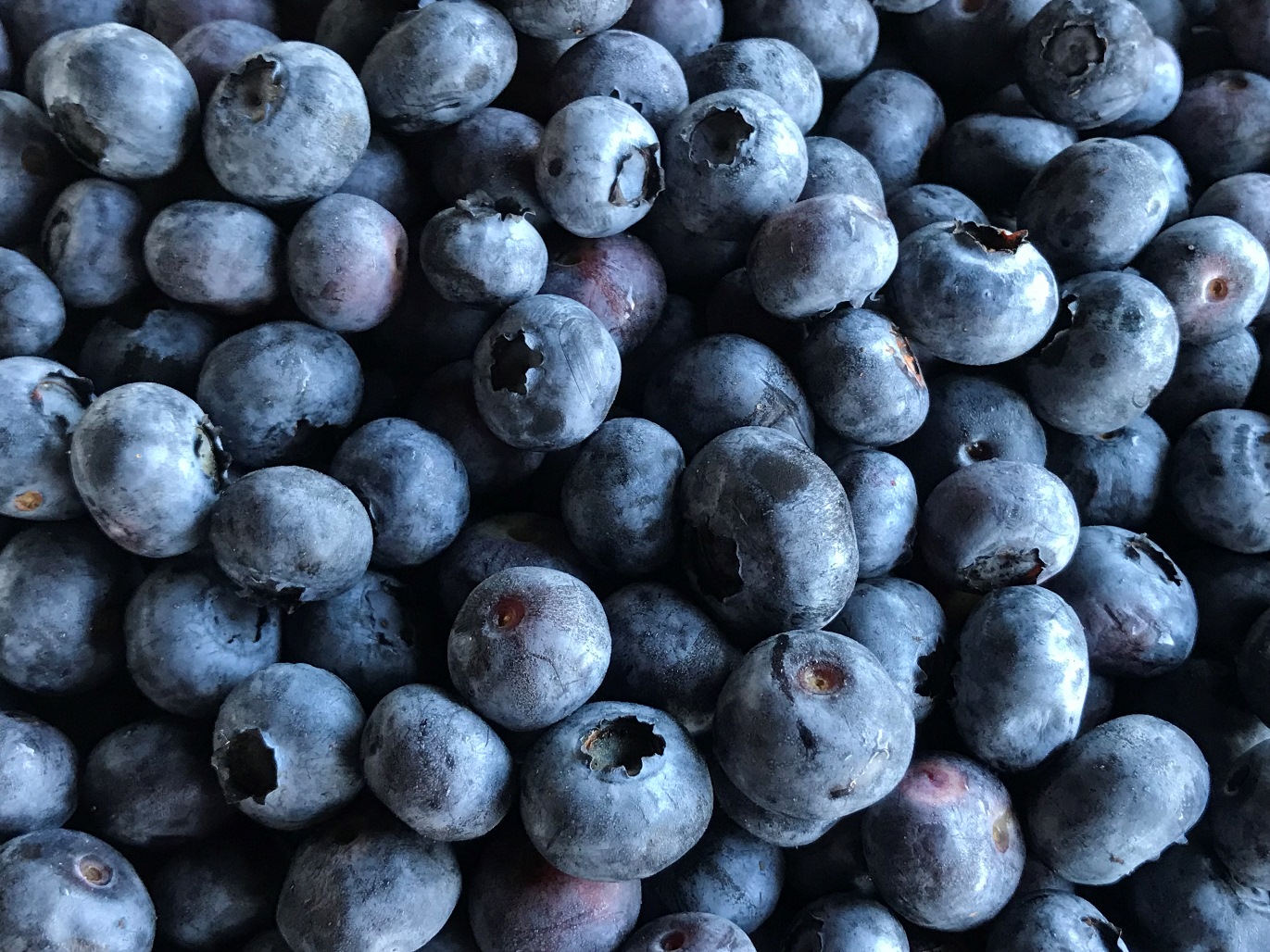 Try Our Seasonal Favorites Persimmon Hill Farm Lampe We Also Have Great Frozen Blueberries Available The Price Is 4 65 Per Pound