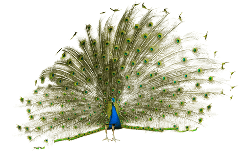 Lucas & Weston - Peacock