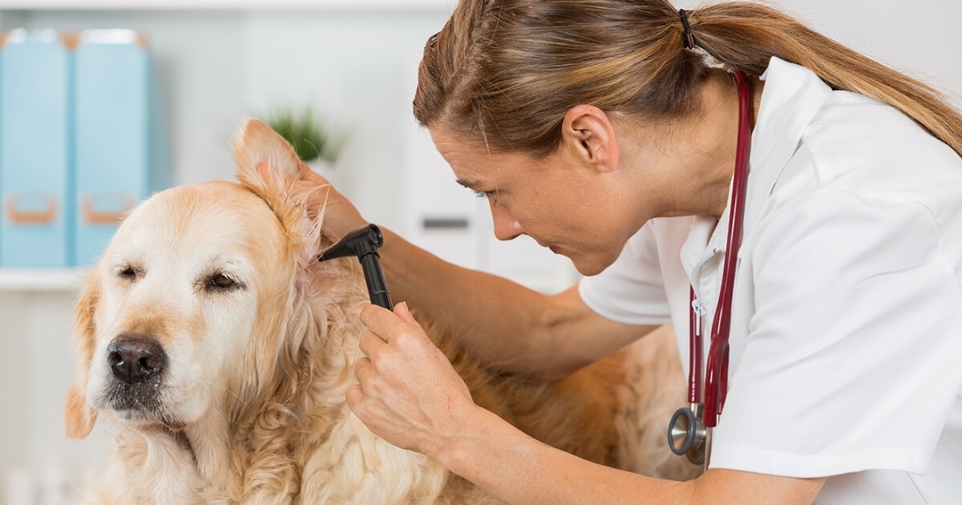 Holistic Dog Treatments 15 Why Does My Dog Keep Getting Ear Infections?