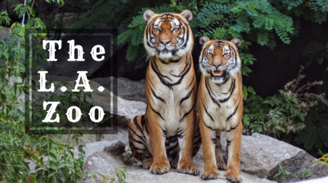 all about the la zoo