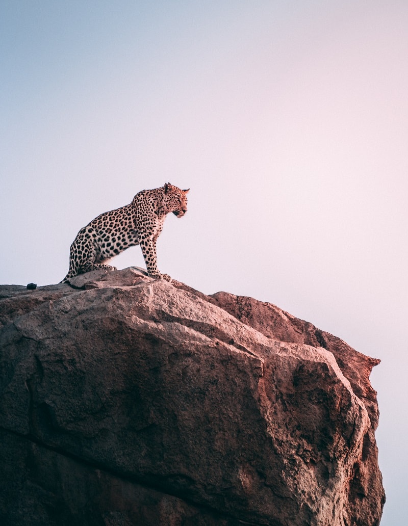 leopards in sri lanka