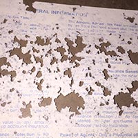 Silverfish Control Service in Rhode Island: RI Silverfish Exterminator