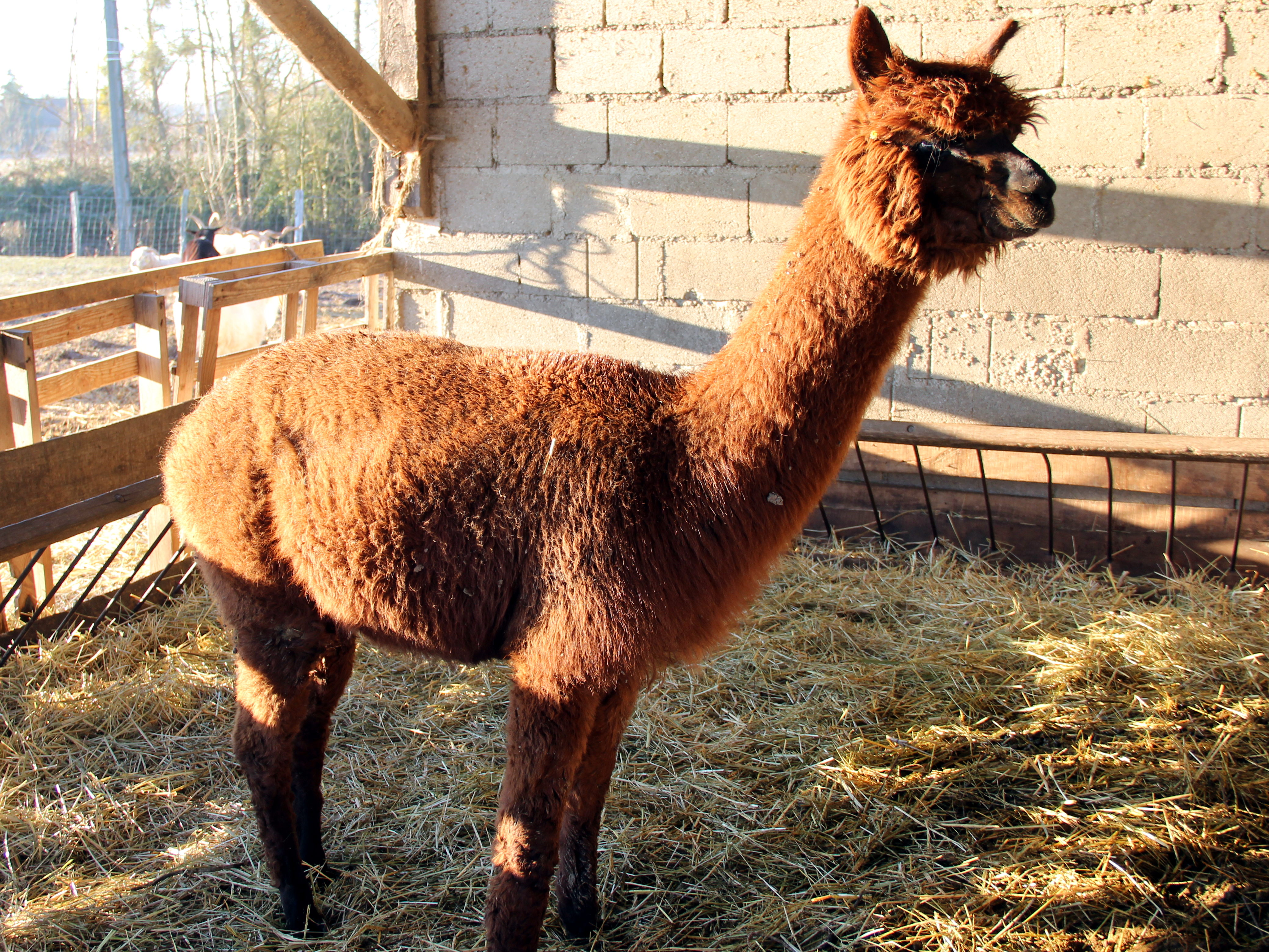 Aux Poils D Assenay Animaux A Vendre