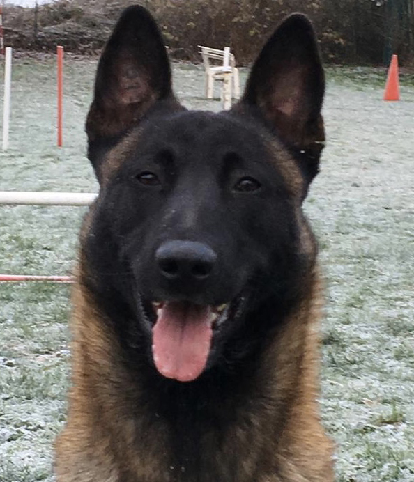 Canine Protection International Dogs by CPI