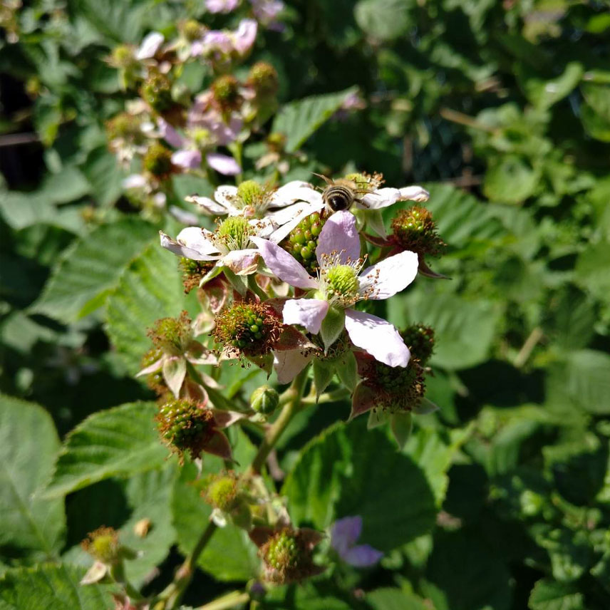 Die Brombeeren Bluhen Fotoaktion Naturimbild
