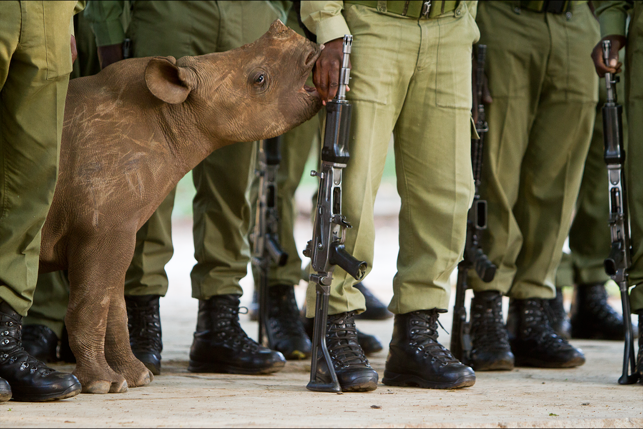 Camouflage Rhino