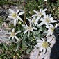 Alpine flowers, butterflies, chamois, ibex, marmots, vultures - they're all out there!
