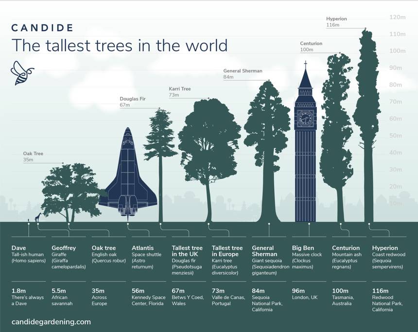 Princeton Tree Care