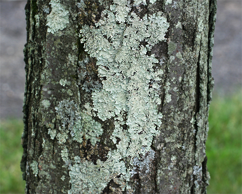lichen - Liberal Dictionary