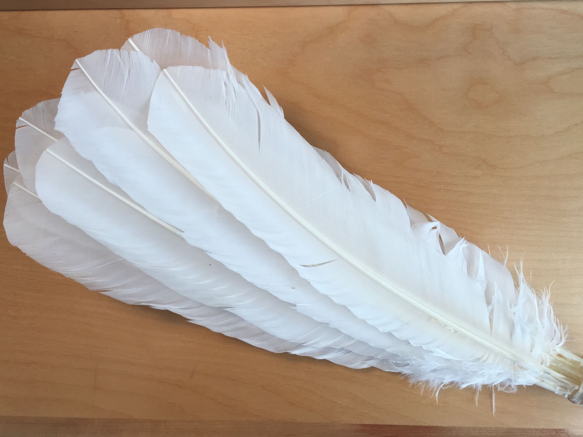 Oboe Cane and Reed Products