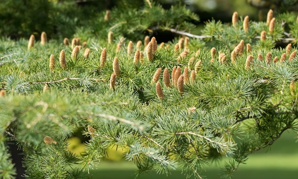 Cedar tree in Texas