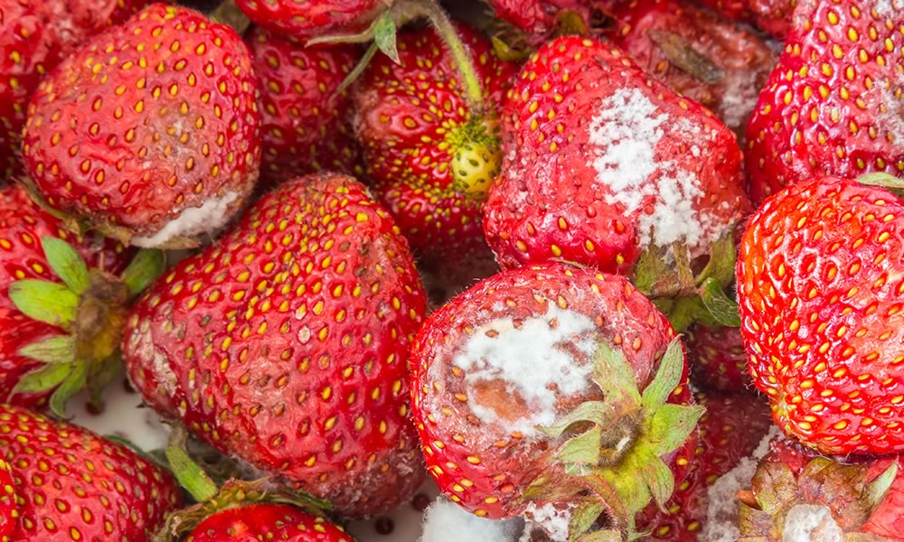 Moldy strawberries