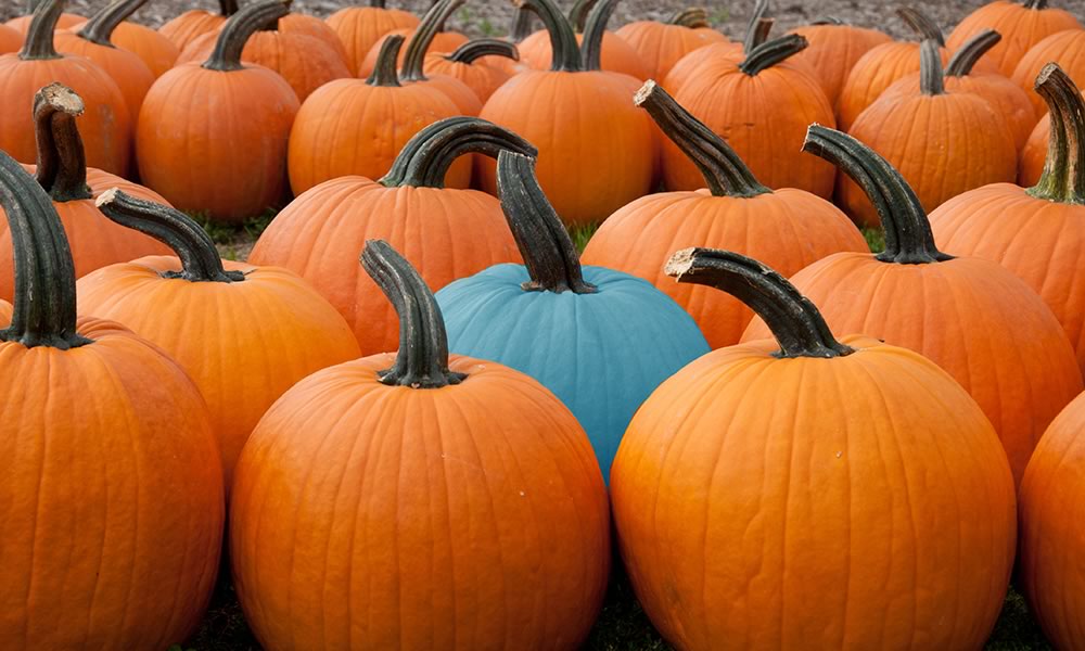 Teal pumpkin in group
