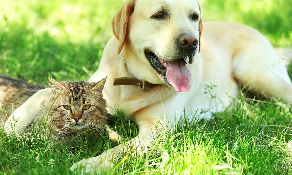Dog and cat relaxing in grass
