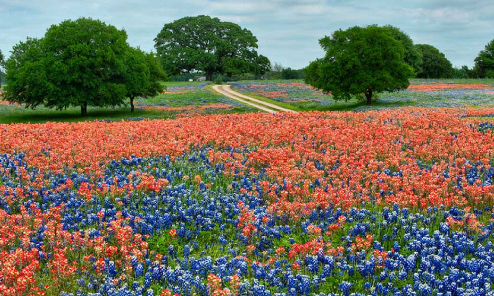 Texas flowers in field