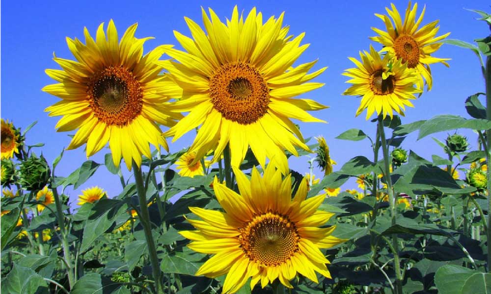 texas sunflowers in garden