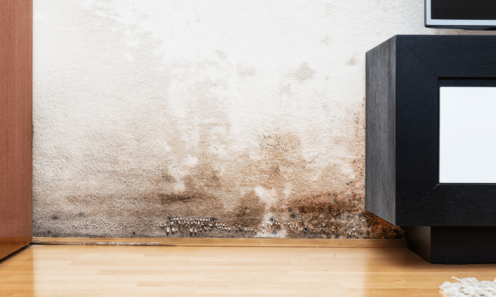 Mold in house
