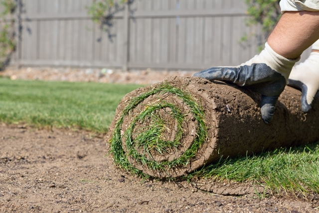 Zoysia Sod Installed