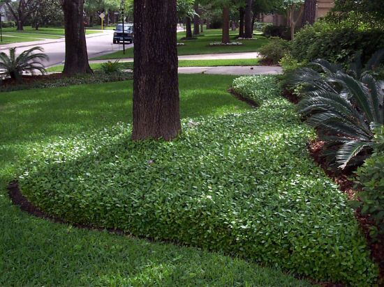 Perennials & Evergreens