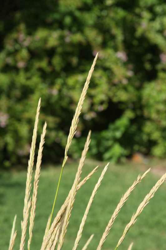 Blue Wheat grass 1 Gal