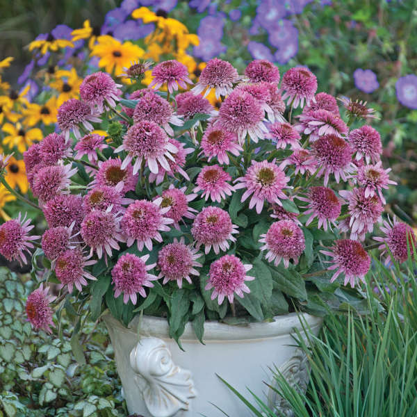 Echinacea Butterfly Kisses 1 gal