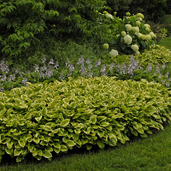 Hosta 'Golden Tiara' 1 gal cg