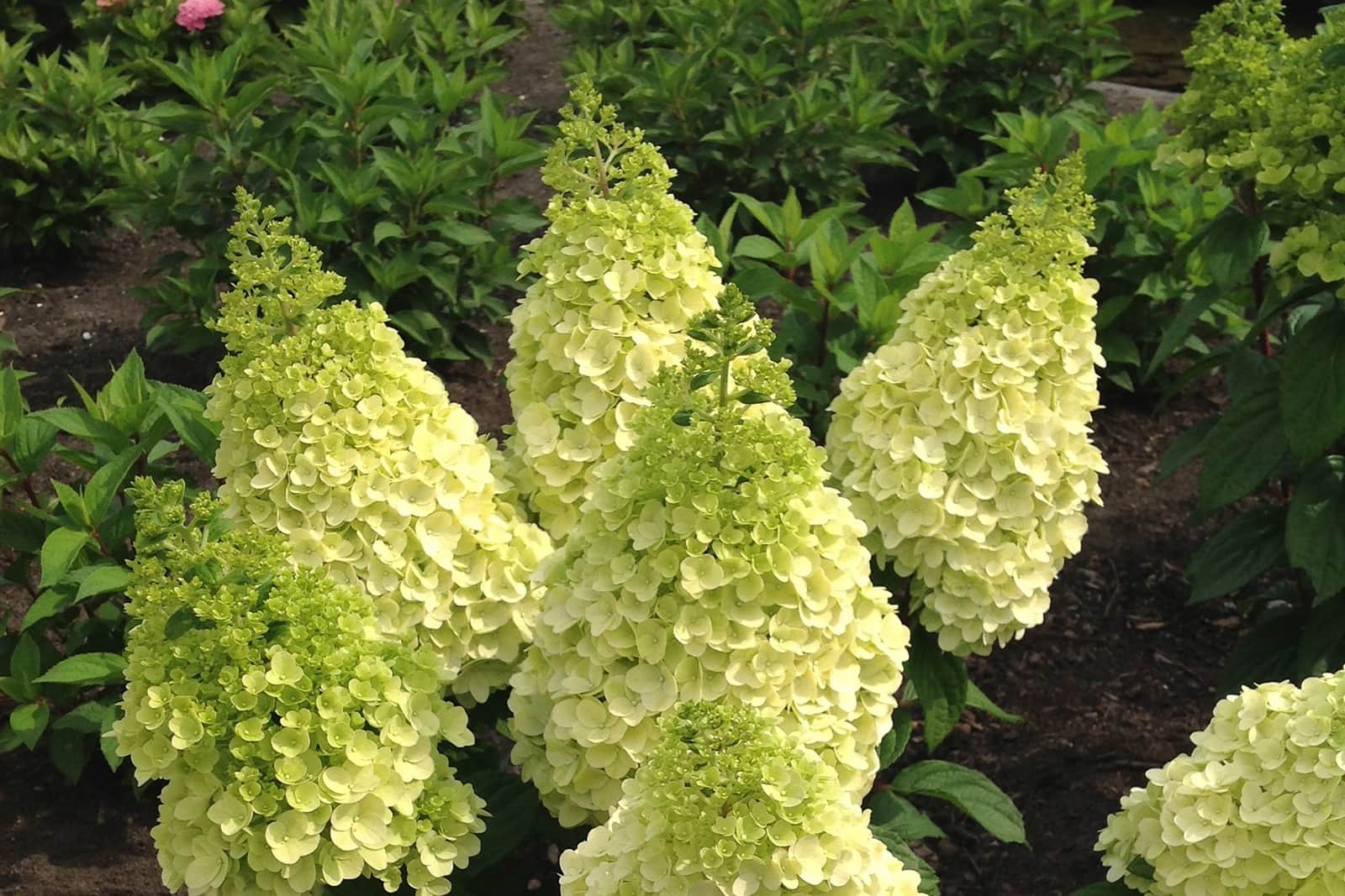 Hydrangea lavalamp 'Moonrock' 2 gal BE