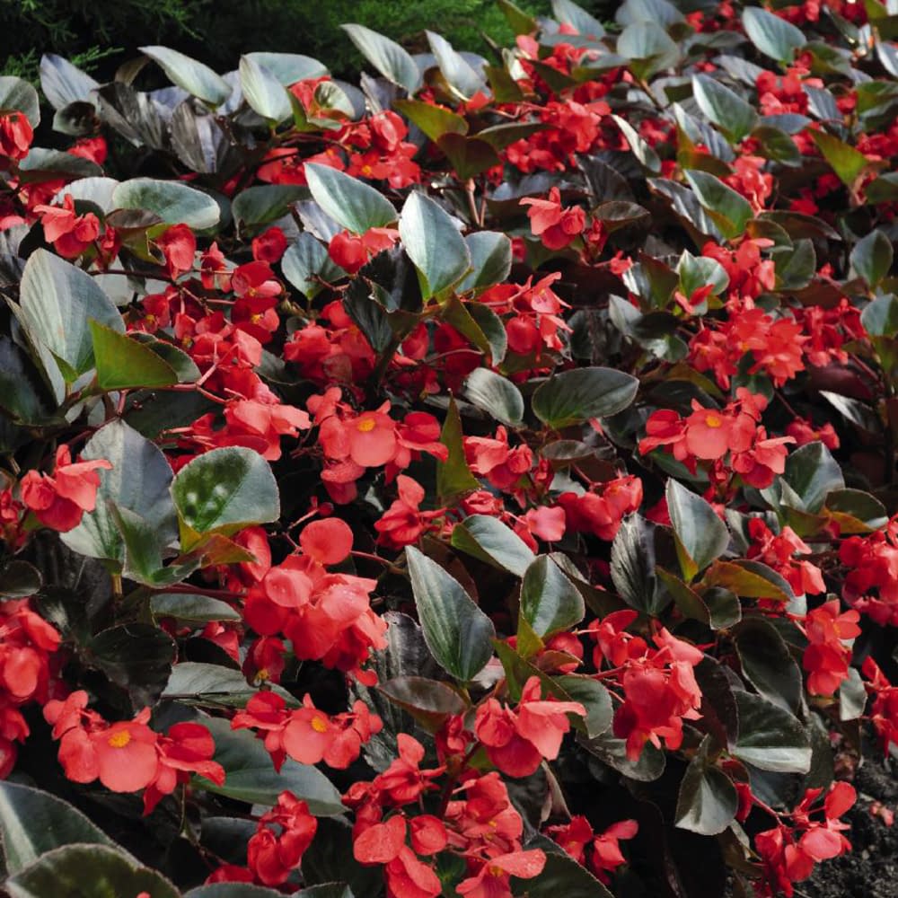 Whopper Red Bronze Leaf Begonia 11cm