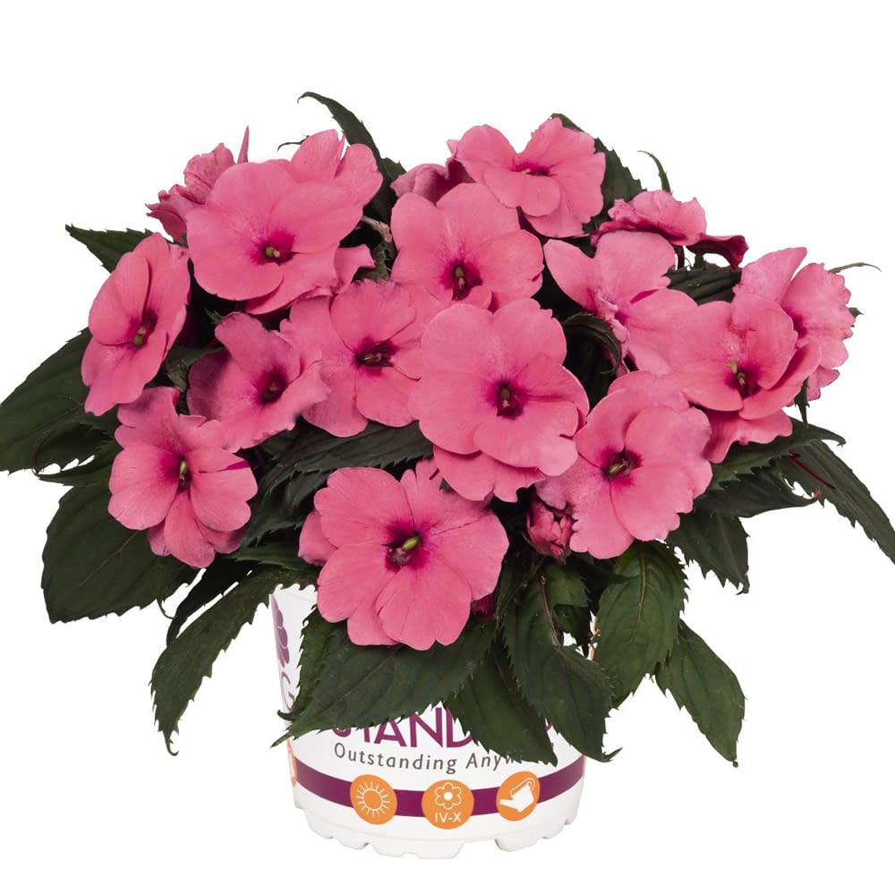 SunStanding Apollo Pink Impatiens 11cm