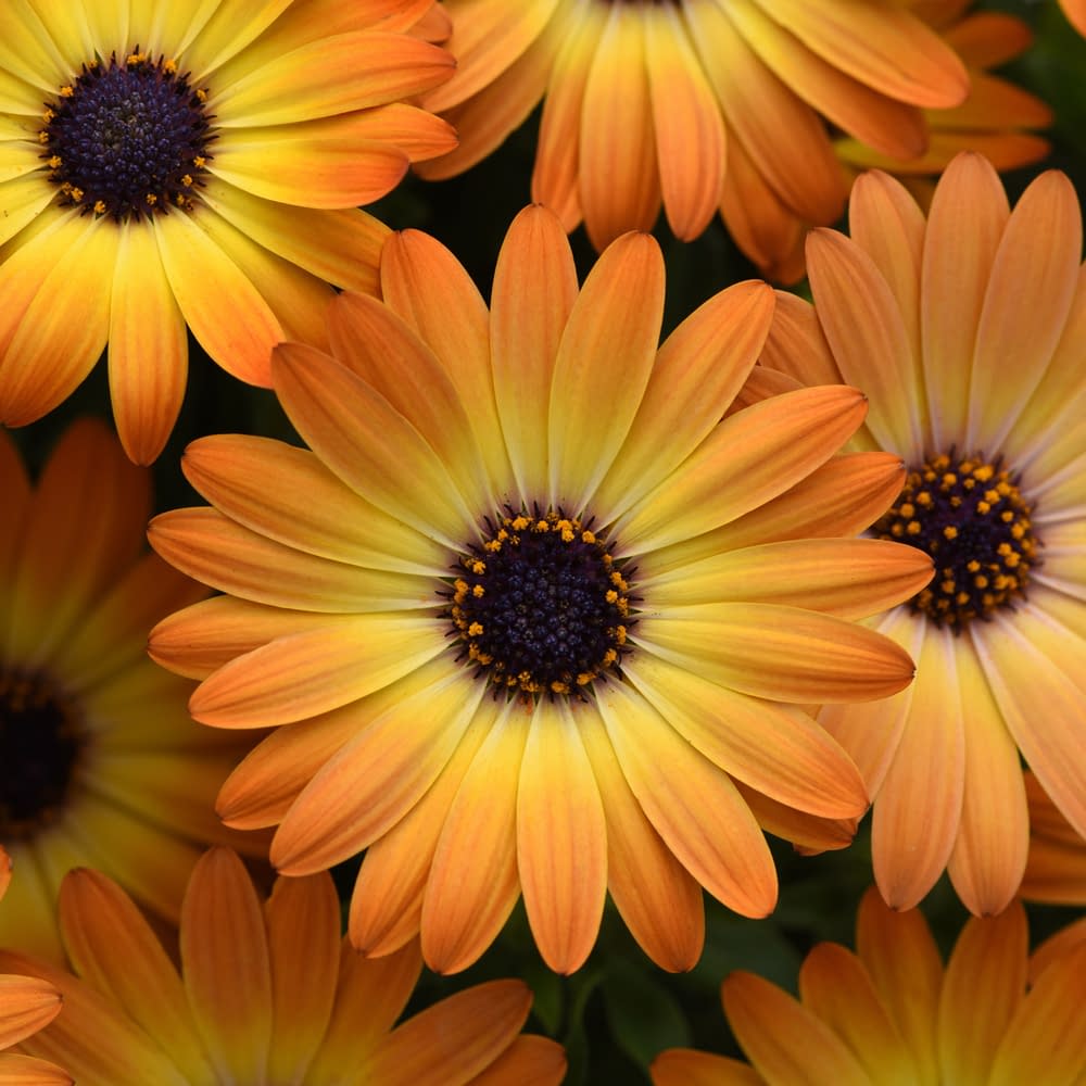 Sunshine Beauty Osteospermum - 11cm