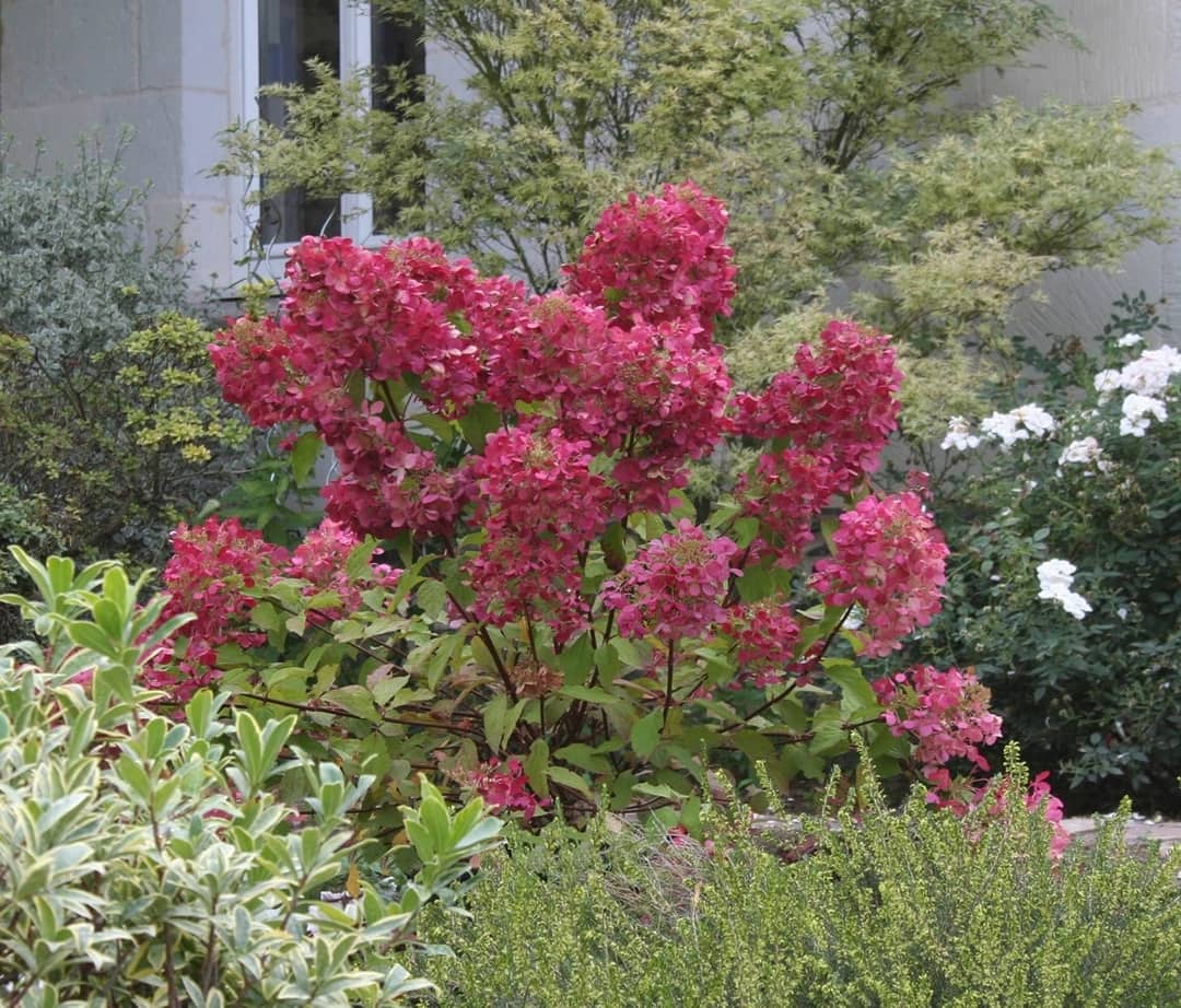 Red Diamond Hydrangea 2 gal FE