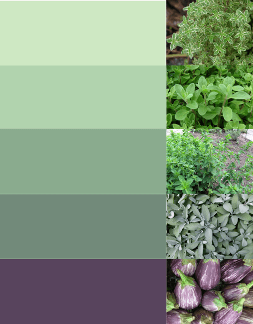 A palette of green colors for the HCC brand with color inspiration photos of fresh herbs.