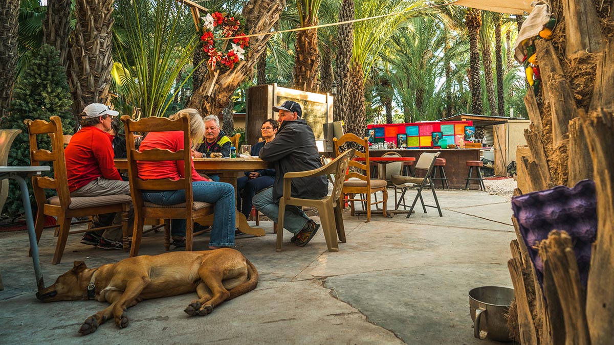 Enjoy a drink under the Date Trees with friends and other travellers
