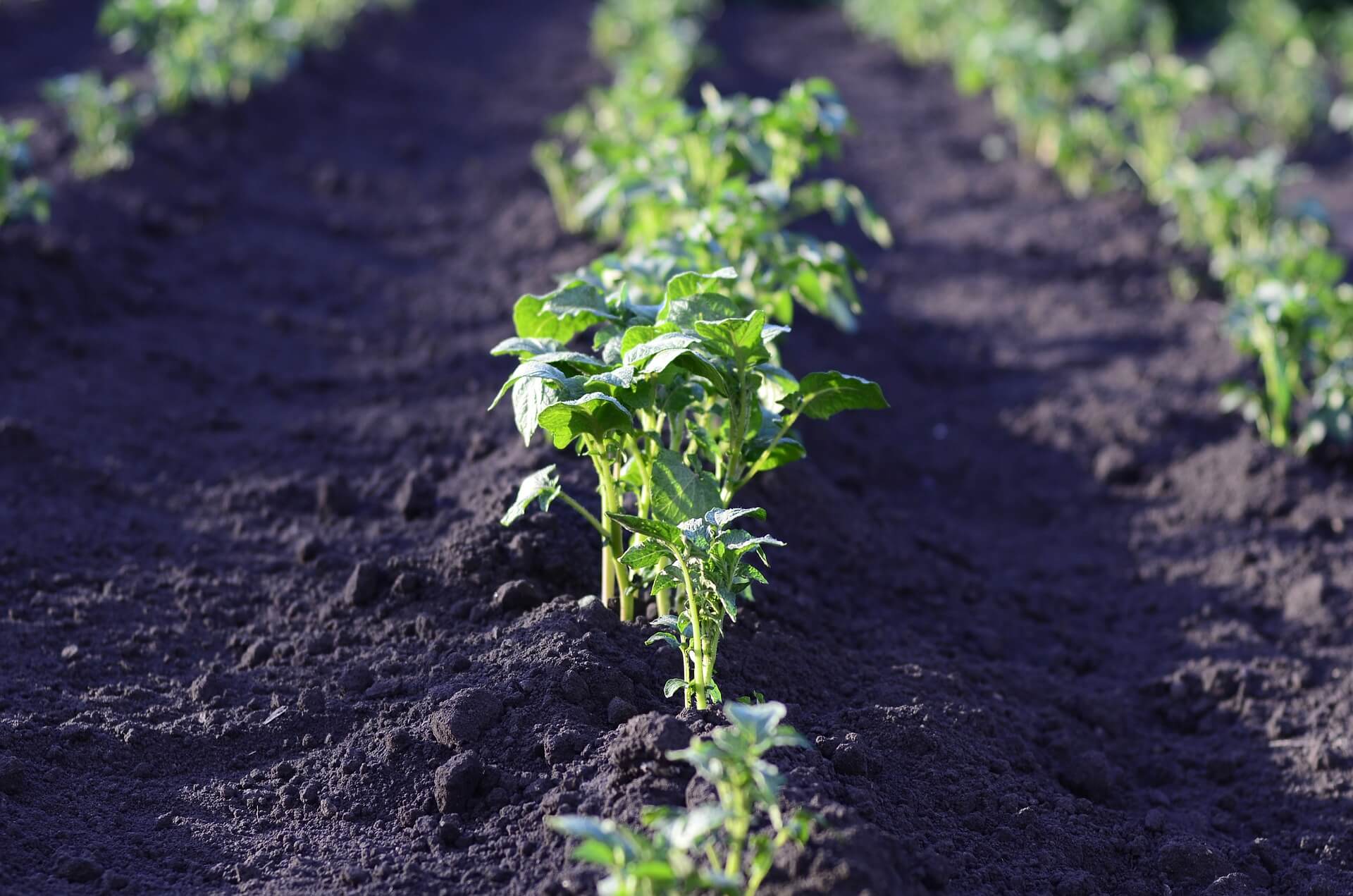 Vegetable garden