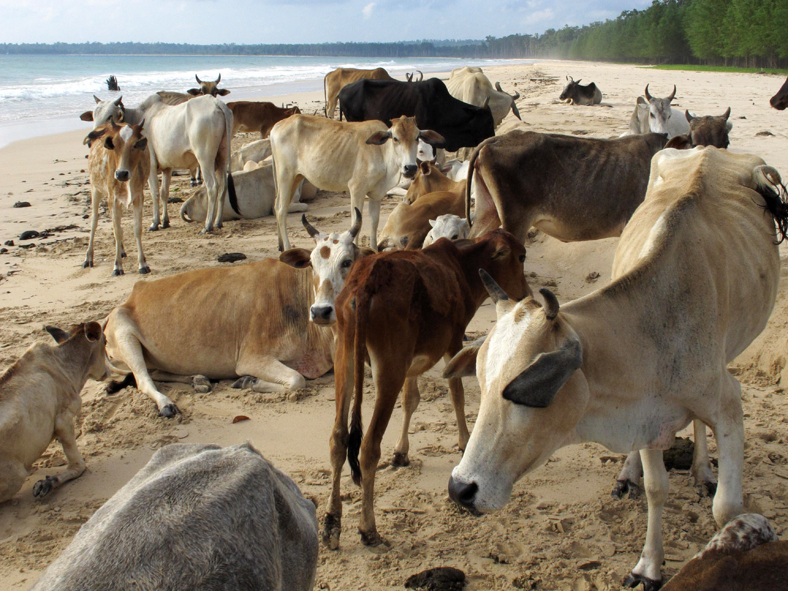 foto van heilige koeien op het strand