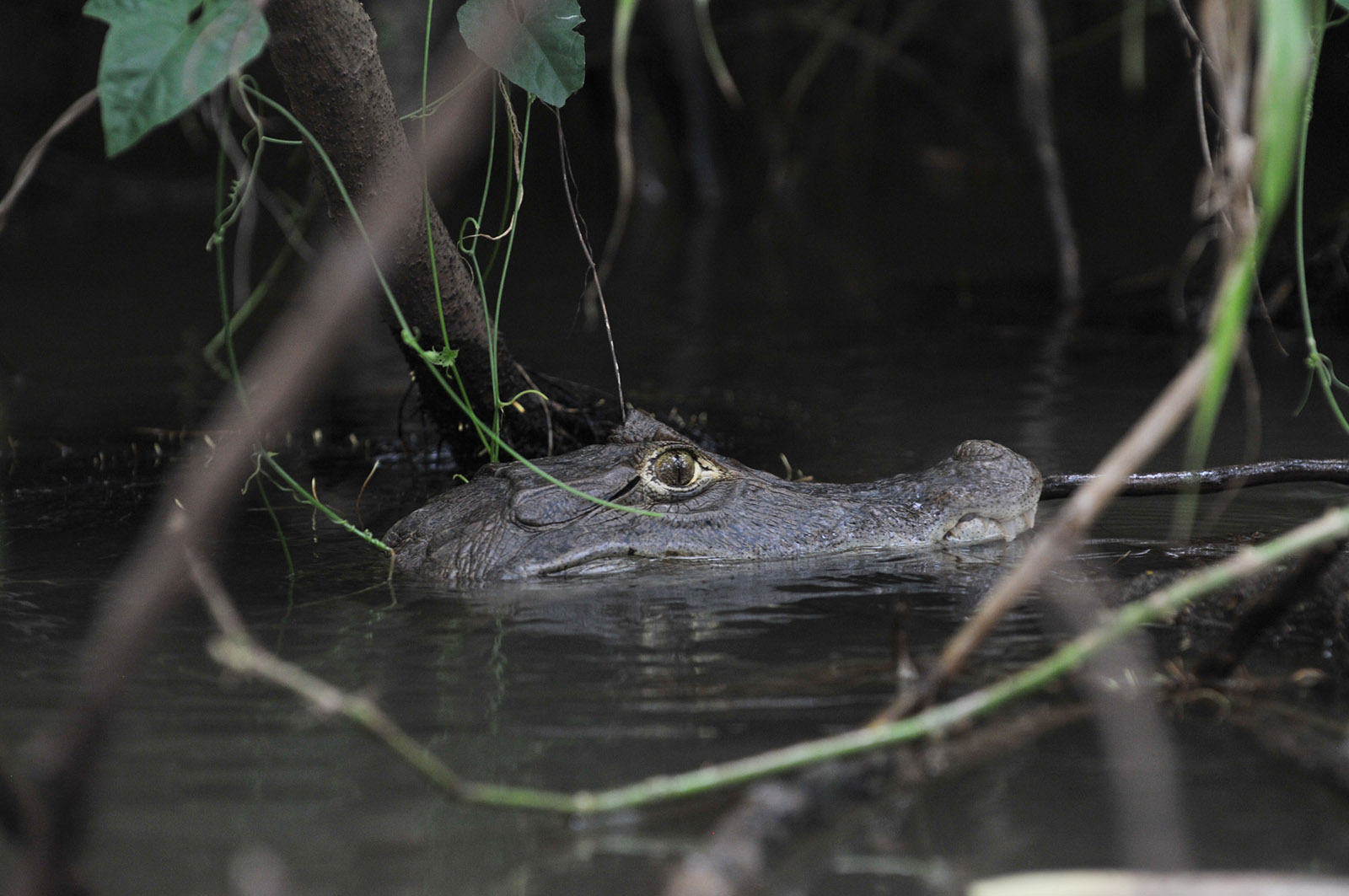 foto van de kop van een alligator met zijn kop half onder water